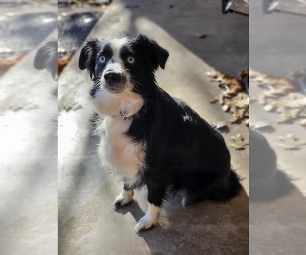 Medium Photo #5  Breeder Profile in DENTON, TX, USA