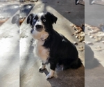 Small #4 Breeder Profile image