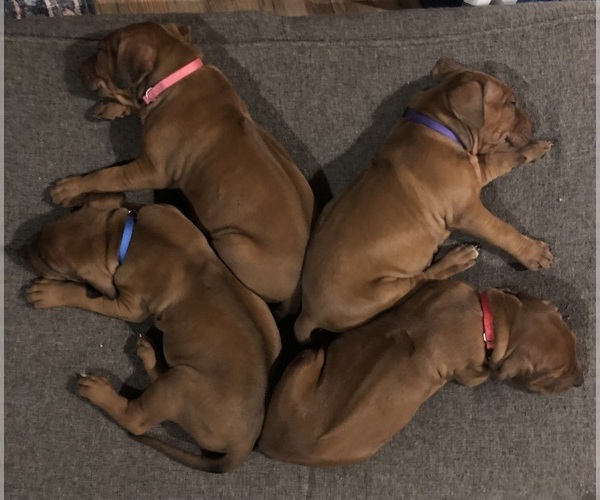 Medium Photo #4  Breeder Profile in BOISE, ID, USA