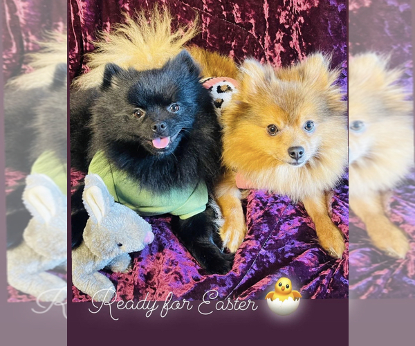 Medium Photo #1  Breeder Profile in ORLANDO, FL, USA