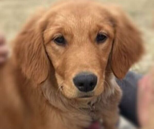 Medium Photo #1  Breeder Profile in MARYVILLE, MO, USA