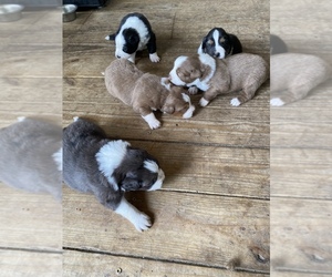 Australian Shepherd Dog Breeder near PORTSMOUTH, VA, USA