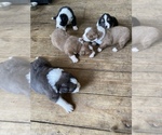 Small breeder photo