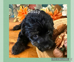 Small #9 Breeder Profile image