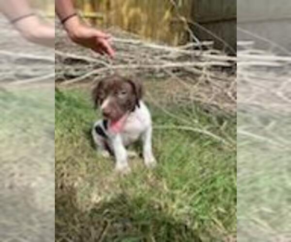 Medium Photo #15  Breeder Profile in FRIENDSWOOD, TX, USA