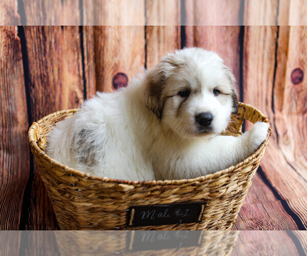 Medium Photo #71  Breeder Profile in POWDER SPRINGS, GA, USA