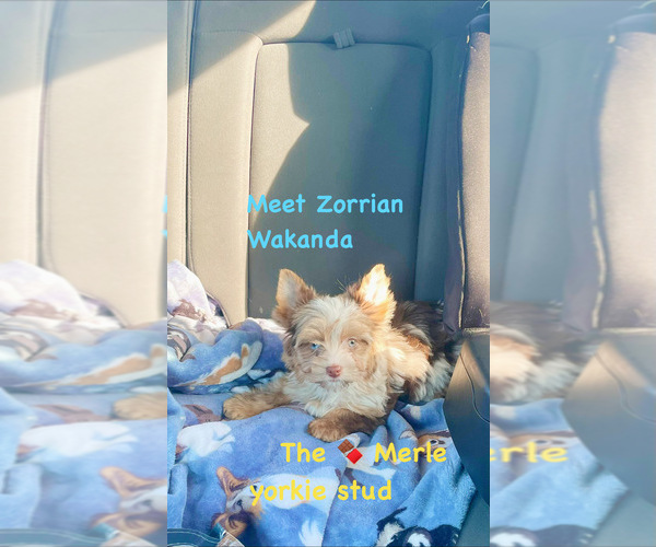 Medium Photo #1  Breeder Profile in ALBANY, NY, USA