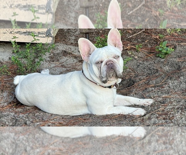 Medium Photo #1  Breeder Profile in LAKE WALES, FL, USA