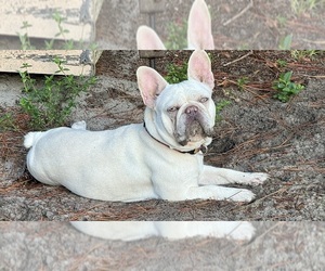 French Bulldog Dog Breeder near LAKE WALES, FL, USA