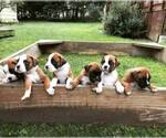 Small breeder photo
