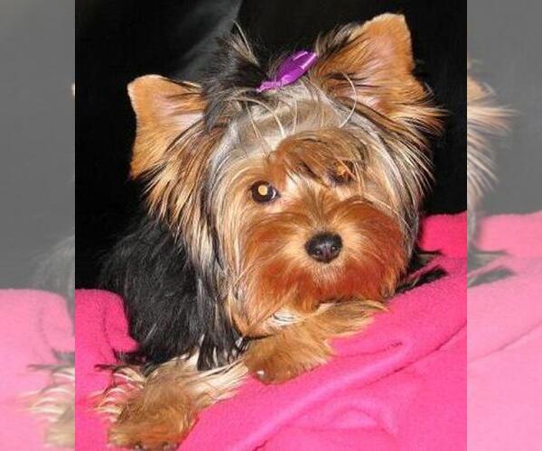 Medium Photo #1  Breeder Profile in MIDDLETOWN, DE, USA