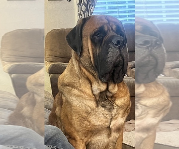 Medium Photo #2  Breeder Profile in ENID, OK, USA
