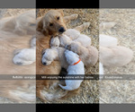 Small #12 Breeder Profile image