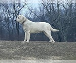 Small Photo #8  Breeder Profile in MIDDLEBURG, KY, USA