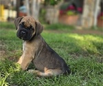 Small breeder photo