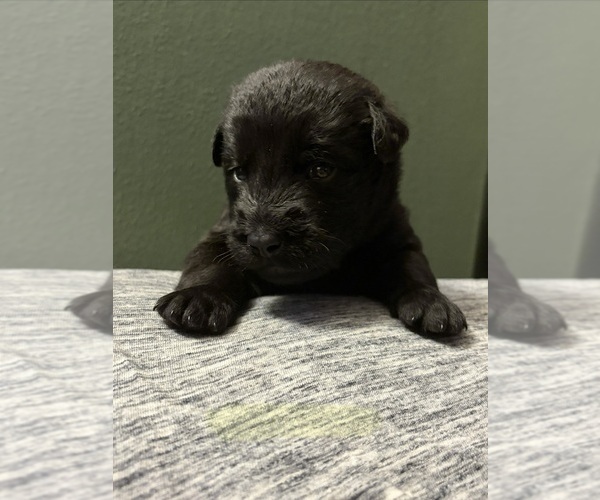 Medium Photo #7  Breeder Profile in PLANT CITY, FL, USA