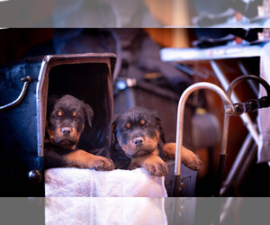 Rottweiler Dog Breeder near CORBIN, KY, USA