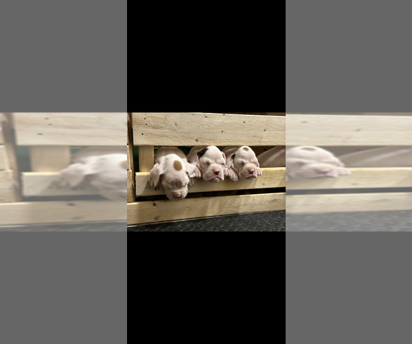 Medium Photo #1  Breeder Profile in PONCE DE LEON, FL, USA
