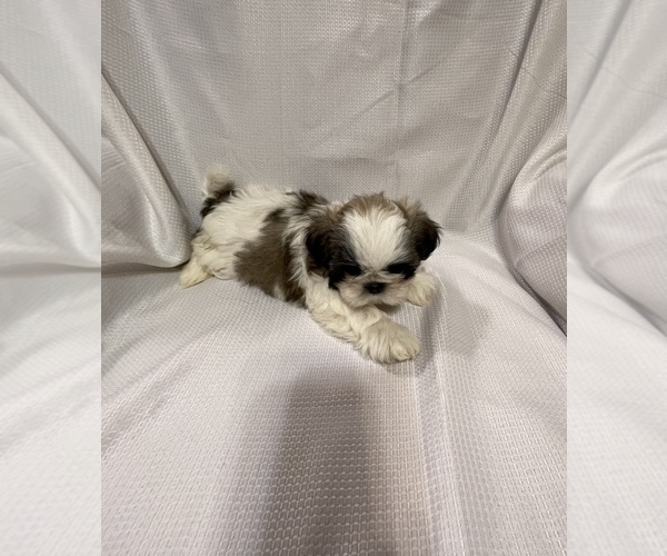 Medium Photo #1  Breeder Profile in GREEN FOREST, AR, USA