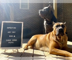 Cane Corso Dog Breeder in LYNCHBURG,  USA