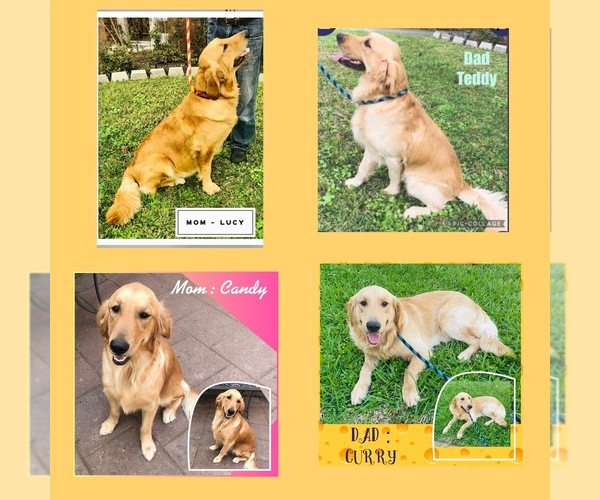 Medium Photo #1  Breeder Profile in SUGAR LAND, TX, USA