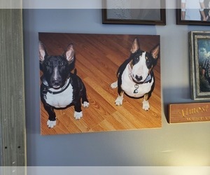 Main photo of Bull Terrier Dog Breeder near MARTINSBURG, WV, USA