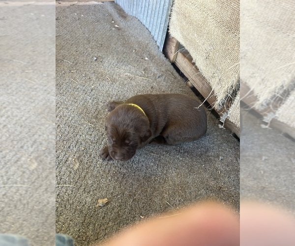 Medium Photo #8  Breeder Profile in GOODSON, MO, USA