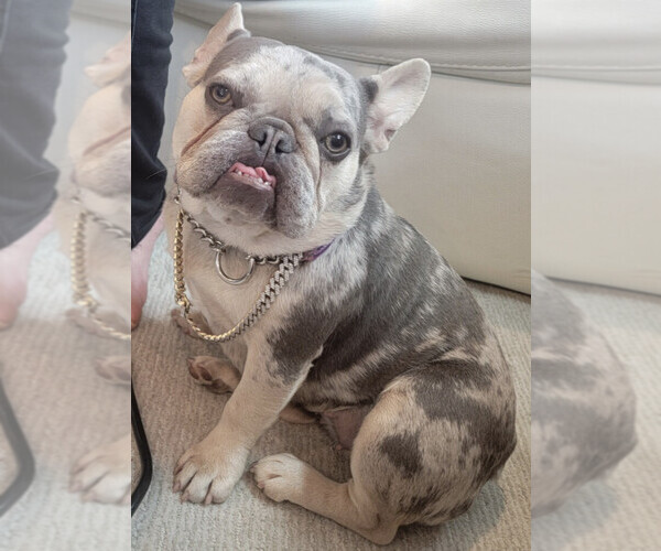 Medium Photo #1  Breeder Profile in YORBA LINDA, CA, USA