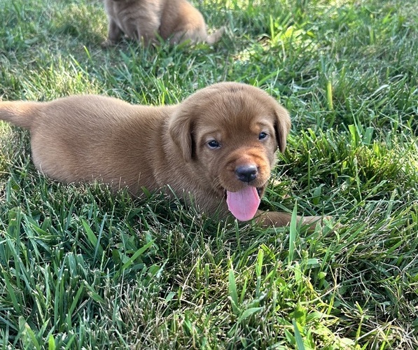 Medium Photo #3  Breeder Profile in HIAWATHA, KS, USA