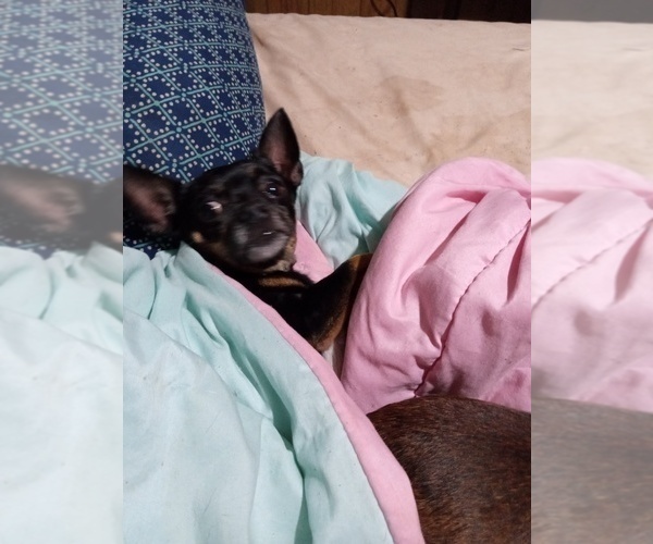 Medium Photo #13  Breeder Profile in SHALLOTTE, NC, USA