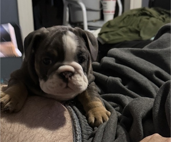 Medium Photo #2  Breeder Profile in DURHAM, NC, USA
