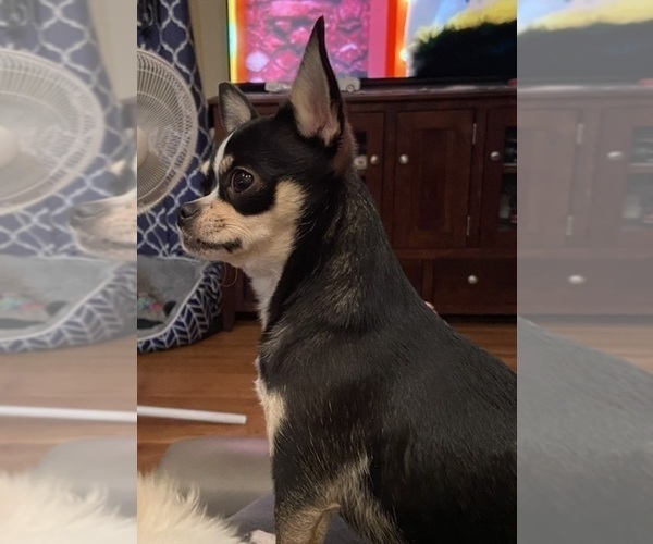 Medium Photo #100  Breeder Profile in TWINING, MI, USA