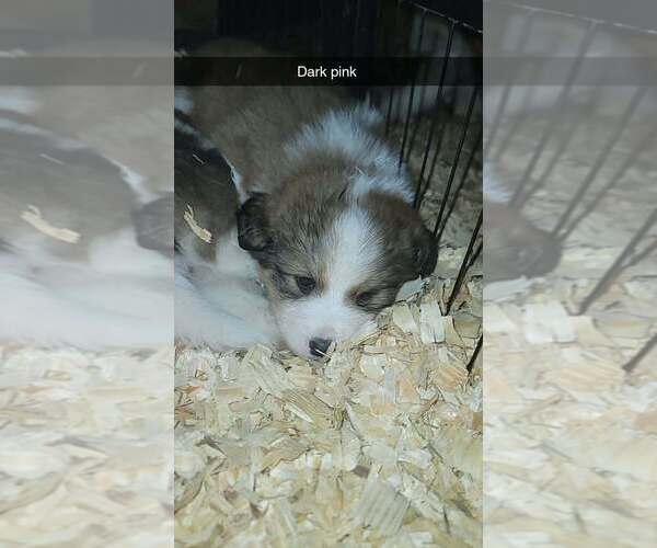 Medium Photo #4  Breeder Profile in HARRIMAN, TN, USA