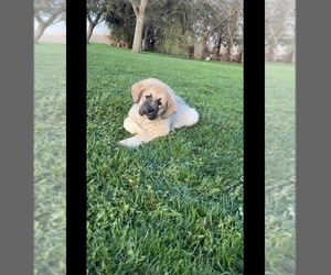 Caucasian Shepherd Dog Dog Breeder near AKELEY, MN, USA