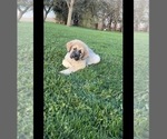 Small breeder photo