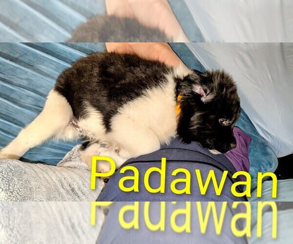 Medium Photo #7  Breeder Profile in LAS VEGAS, NV, USA