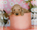 Small breeder photo