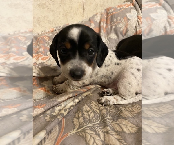 Medium Photo #1  Breeder Profile in TAYLORSVILLE, NC, USA