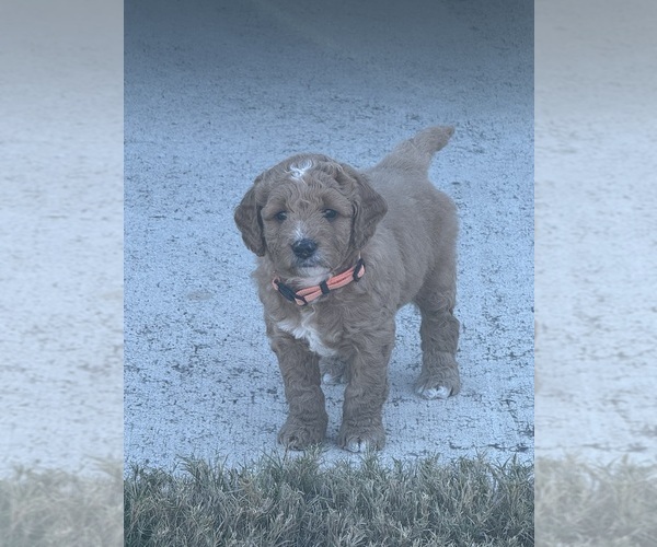 Medium Photo #13  Breeder Profile in SPICEWOOD, TX, USA