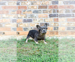 Small #40 Breeder Profile image