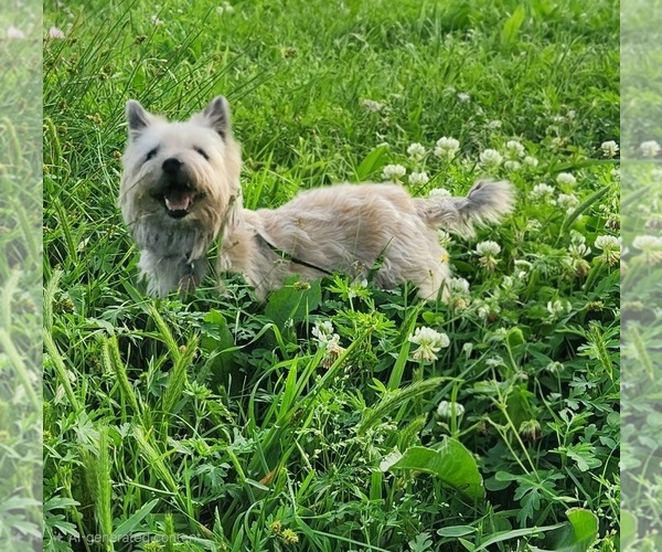 Medium Photo #11  Breeder Profile in FORNEY, TX, USA