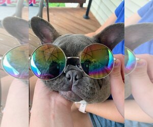 Main photo of French Bulldog Dog Breeder near PORT ORANGE, FL, USA