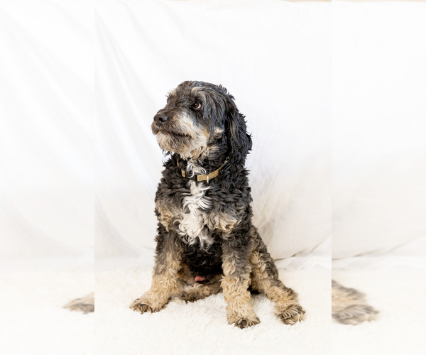 Medium Photo #9  Breeder Profile in WEST JORDAN, UT, USA