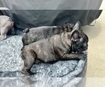Small #13 Breeder Profile image