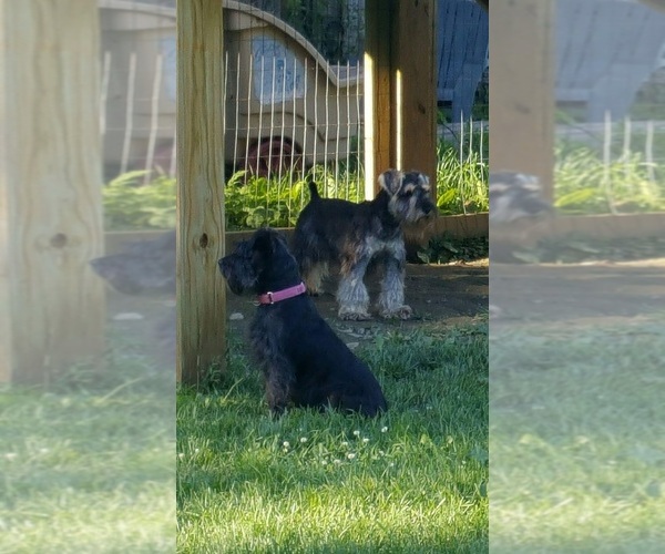 Medium Photo #1  Breeder Profile in NEW CANTON, VA, USA