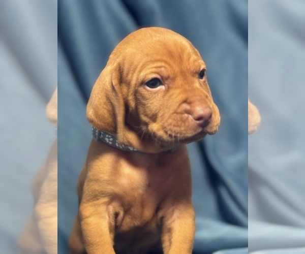 Medium Photo #10  Breeder Profile in ROYSTON, GA, USA