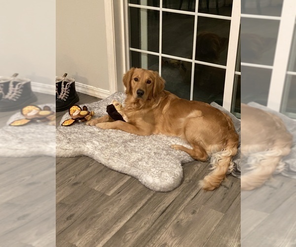 Medium Photo #7  Breeder Profile in ENTERPRISE, AL, USA