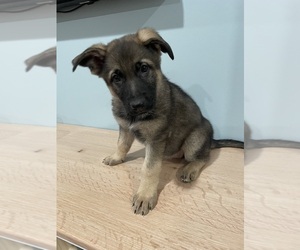 German Shepherd Dog Dog Breeder near MADISON HEIGHTS, VA, USA