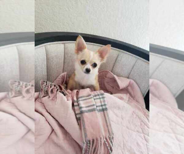 Medium Photo #24  Breeder Profile in HOMERVILLE, GA, USA