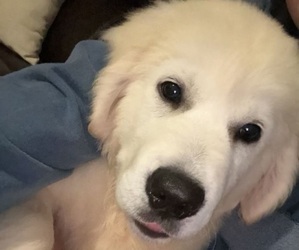 Golden Retriever Dog Breeder near PALM BAY, FL, USA